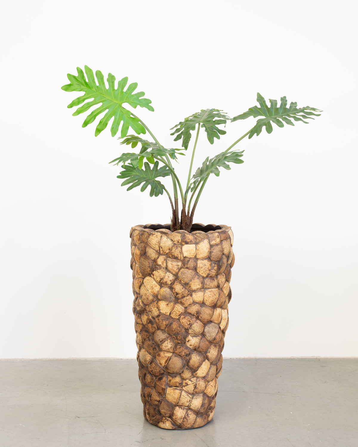 Kokona Set mit Baum-Philodendron