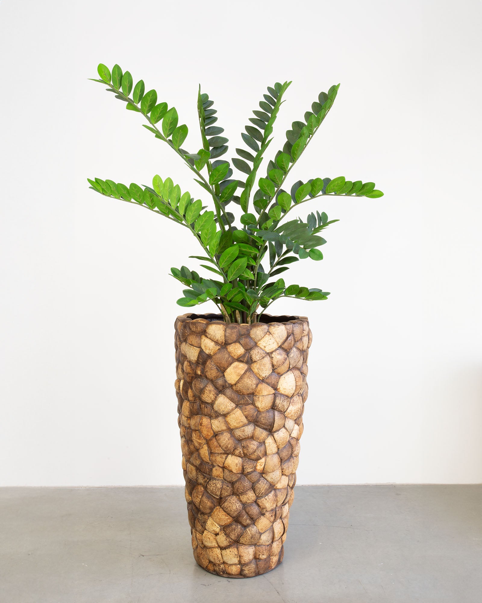 Kokona Set mit Zamioculcas