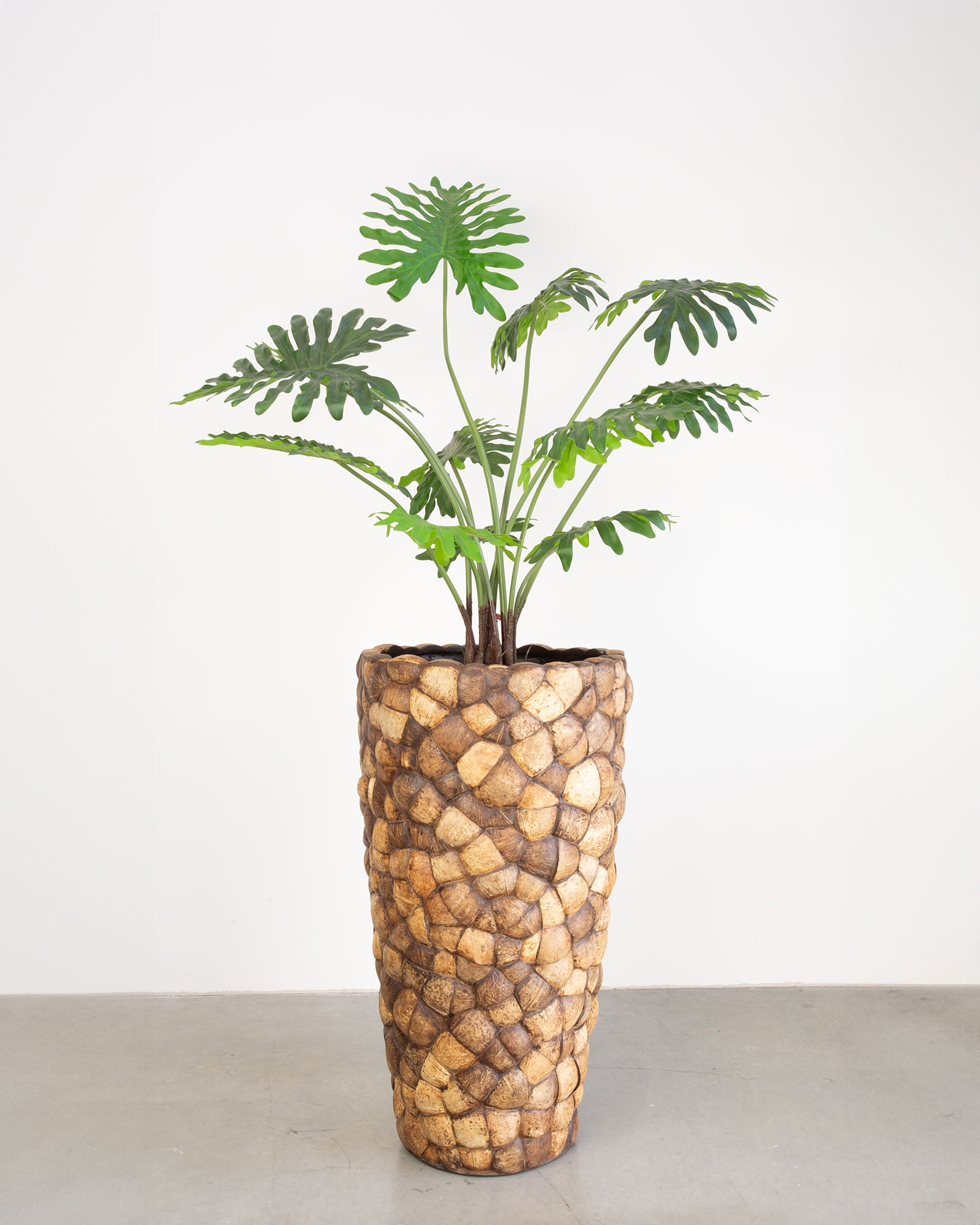 Kokona Set mit Baum-Philodendron
