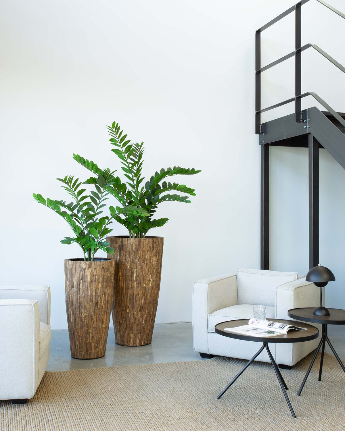 Ligno Set mit Zamioculcas