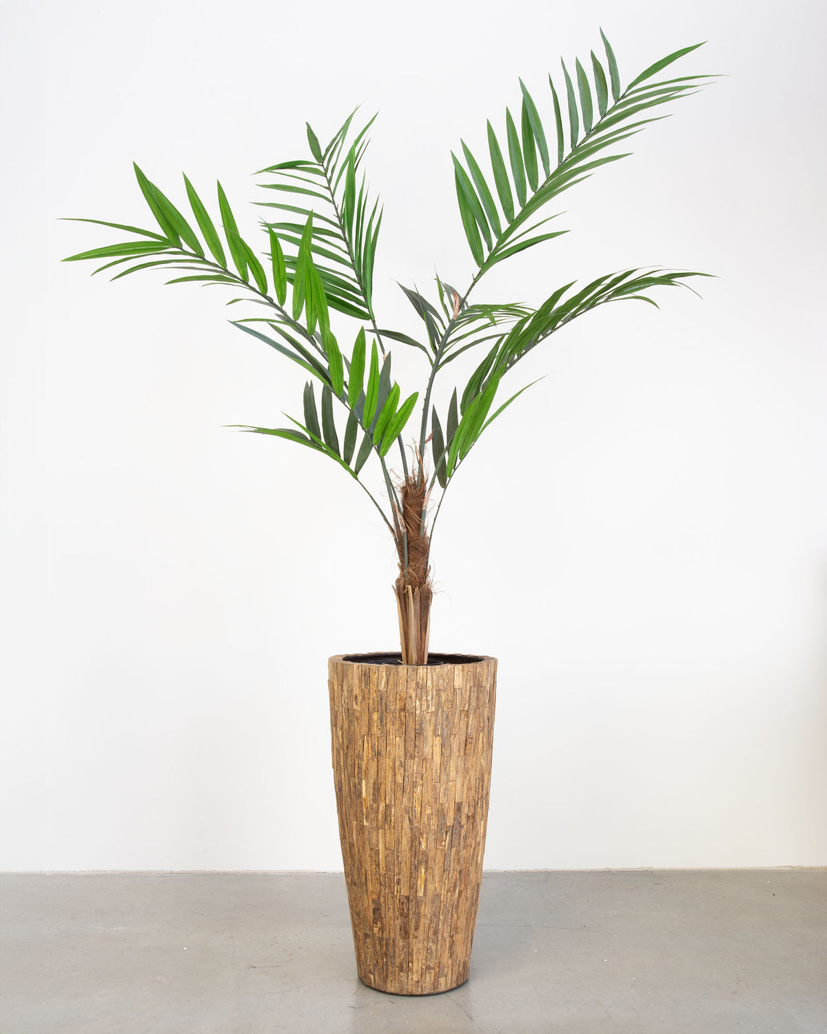 Ligno Set mit Kentia