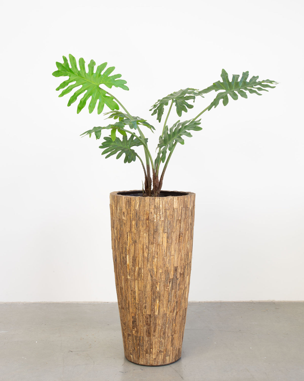 Ligno Set mit Baum-Philodendron
