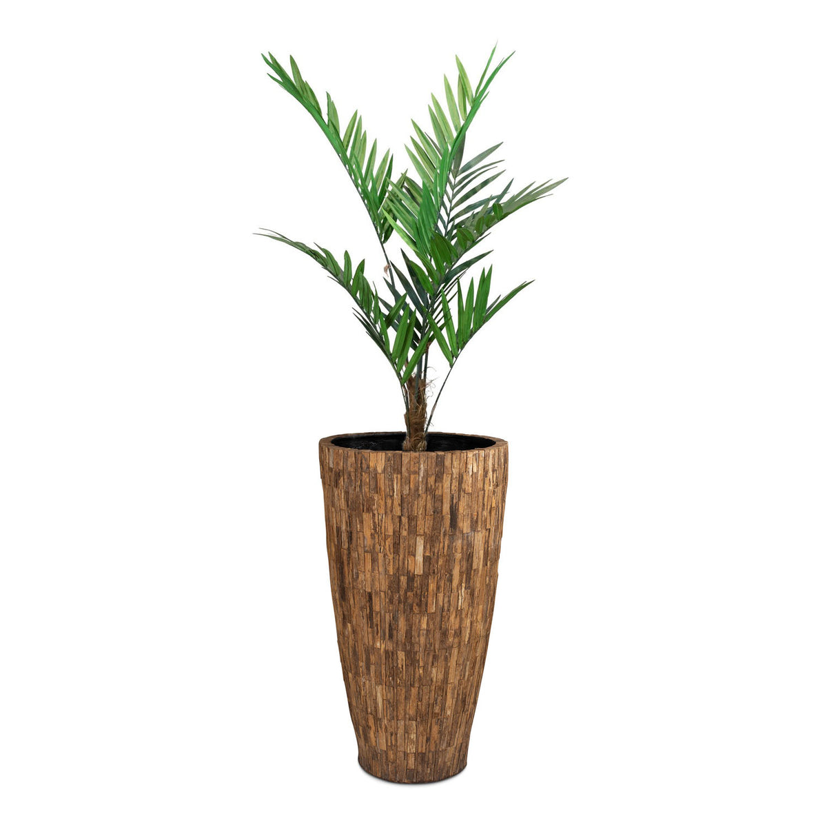 Set aus Ligno Pflanzgefäß und Kentia Palme Seitenansicht für das Wohnzimmer
