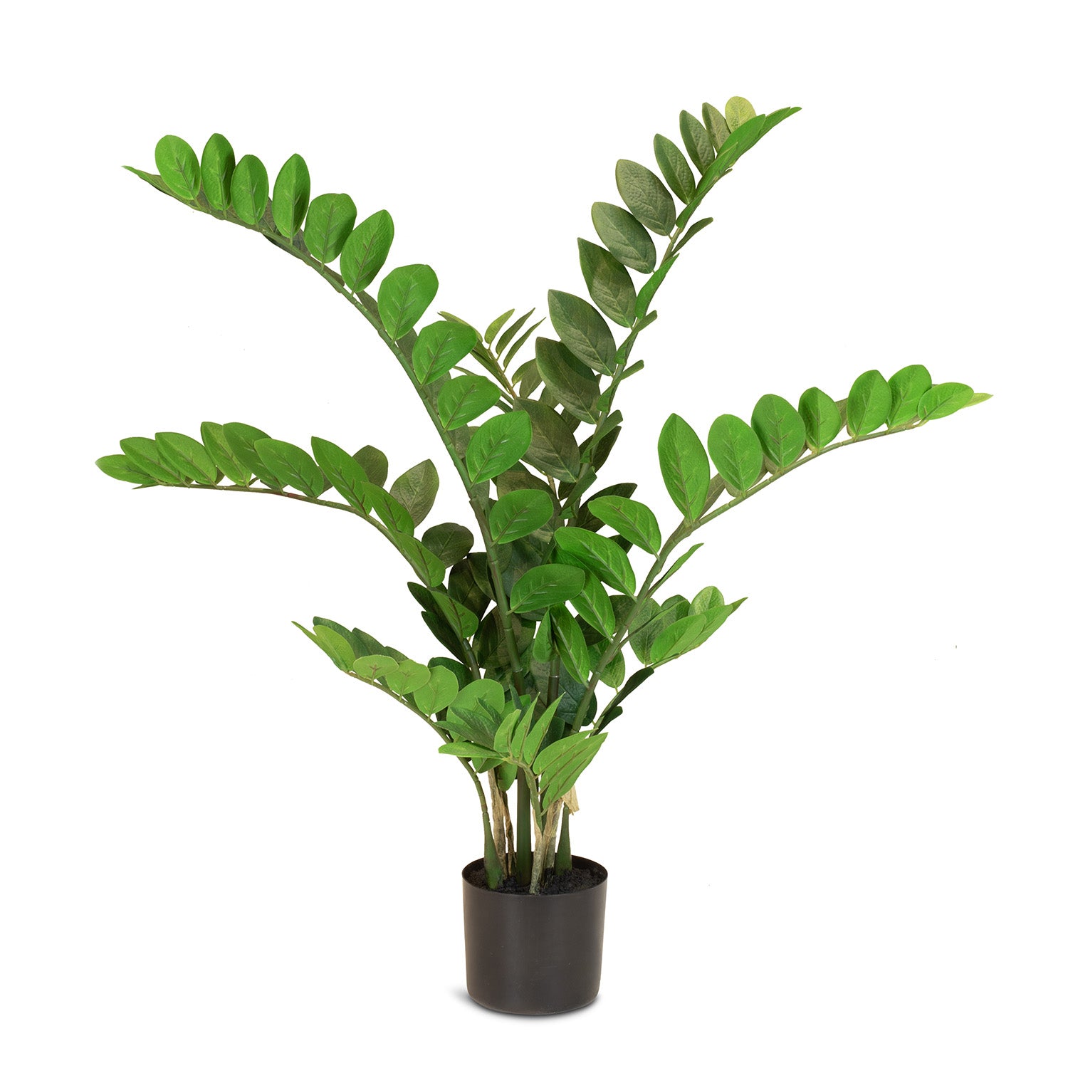 Zamioculcas - Glücksfeder Kunstpflanze