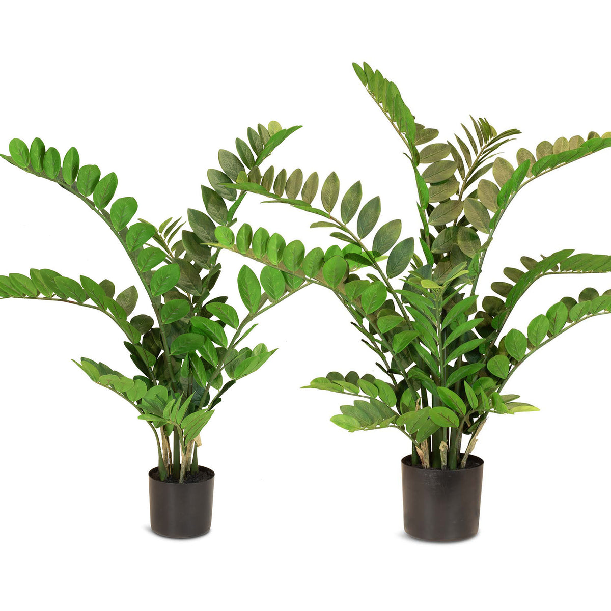 Zamioculcas - Glücksfeder Kunstpflanze