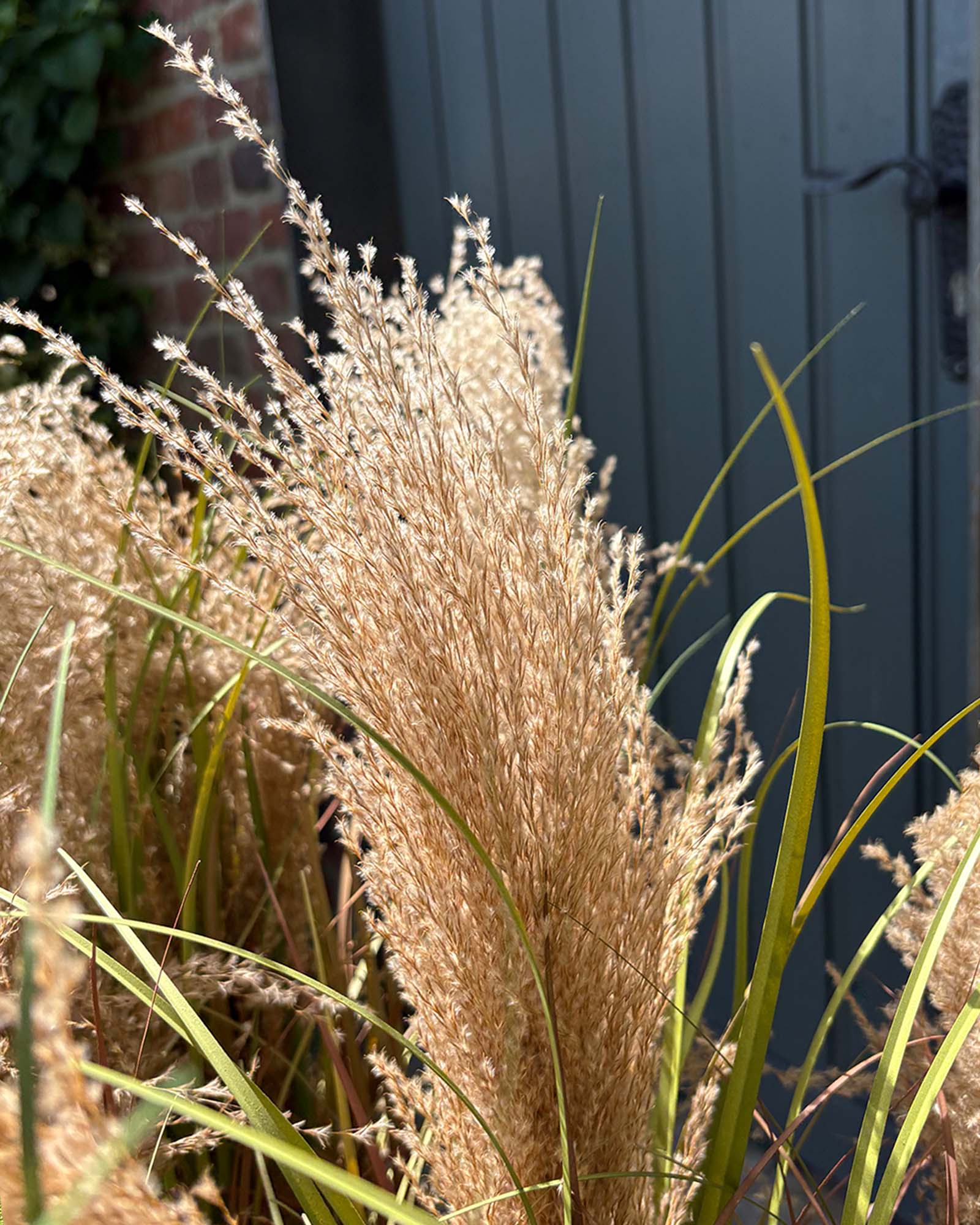 Cortaderia - Pampasgras Kunstpflanze