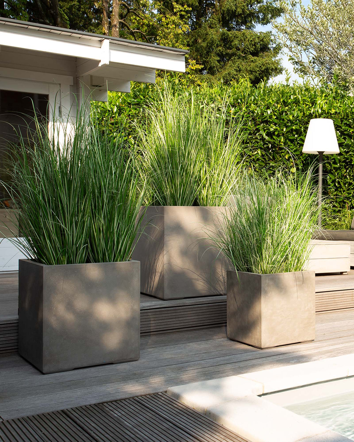 Chinaschilf Variegatus Kunstpflanze