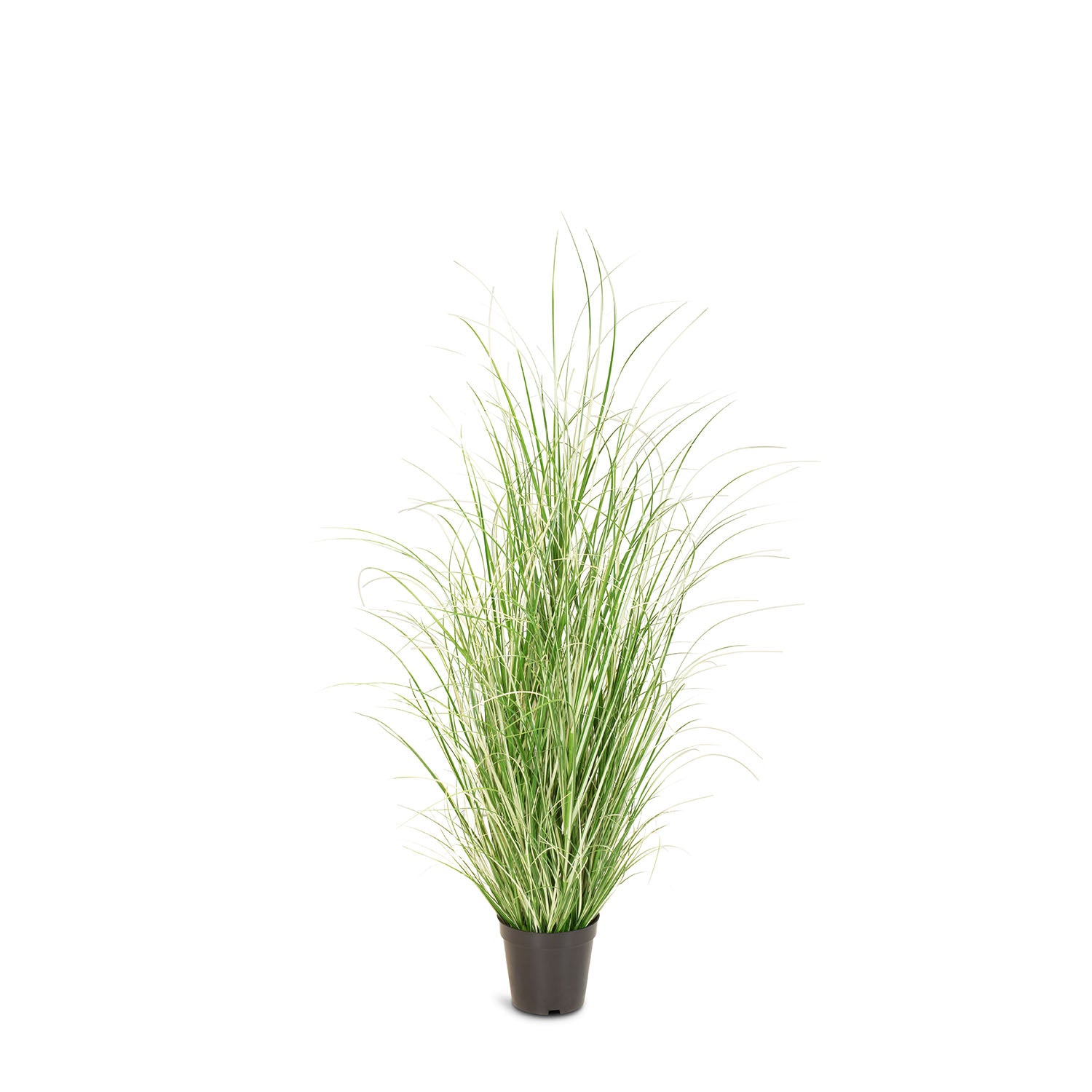 Chinaschilf Variegatus Kunstpflanze