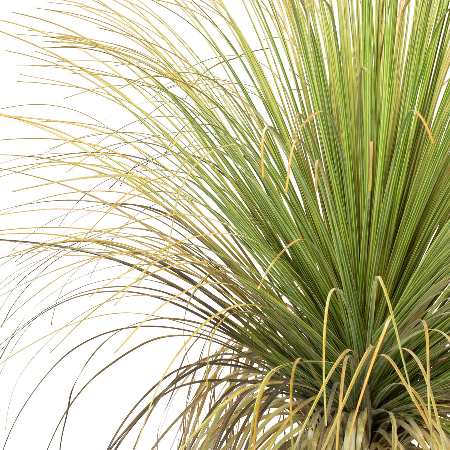 Gras - Calibanus hooker Kunstpflanze
