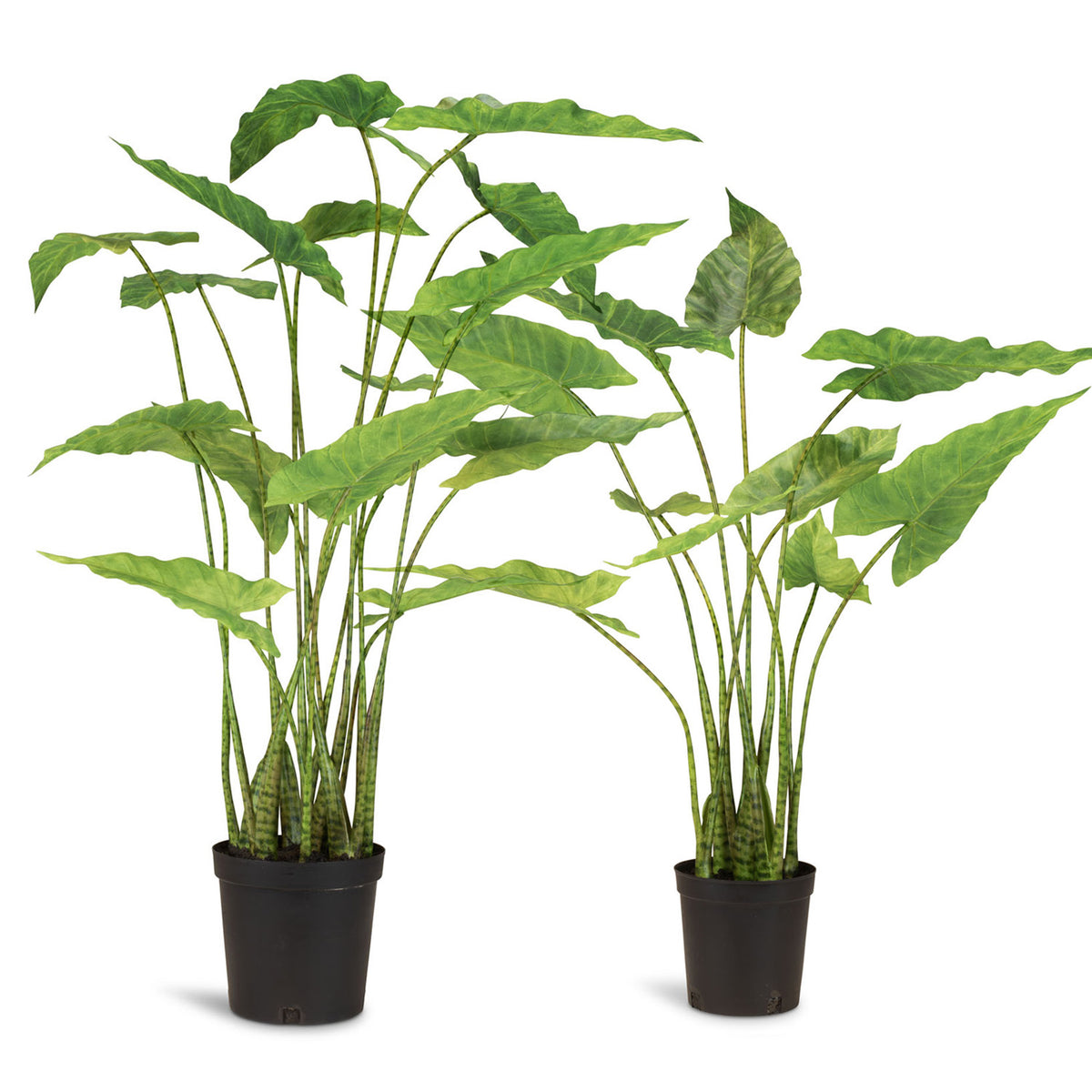 Zebra-Elefantenohr - Alocasia Zebrina Kunstpflanze