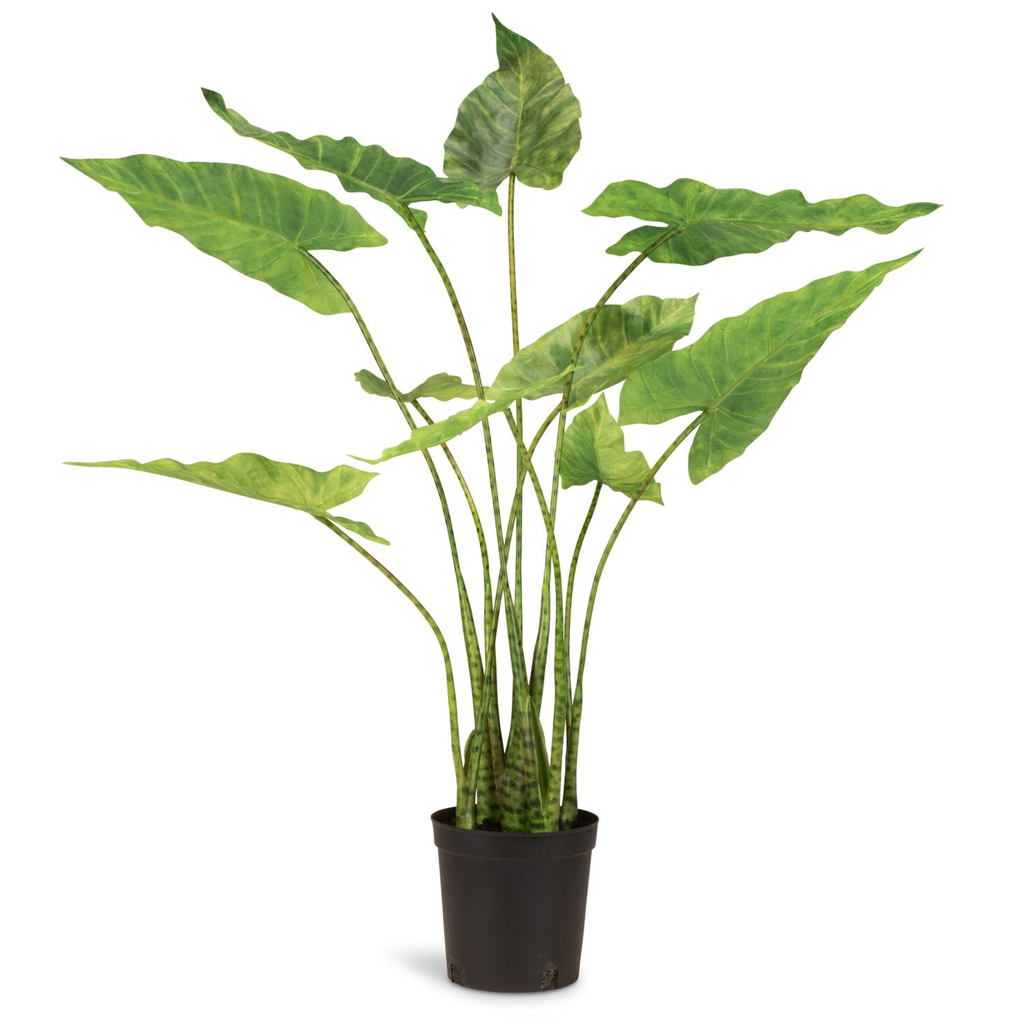 Zebra-Elefantenohr - Alocasia Zebrina Kunstpflanze