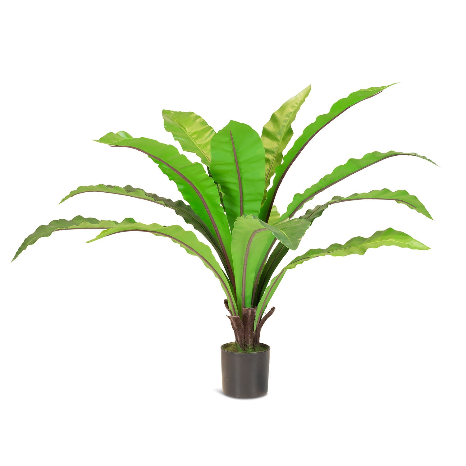 Nestfarn Asplenium nidus Kunstpflanze
