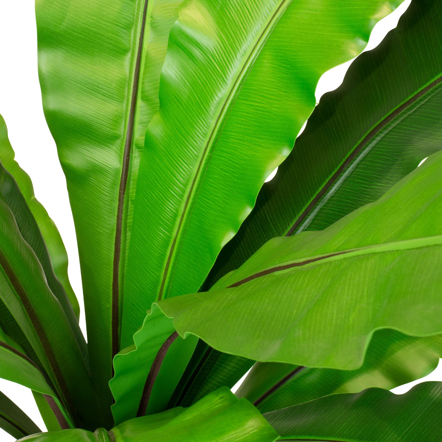 Nestfarn Asplenium nidus Kunstpflanze