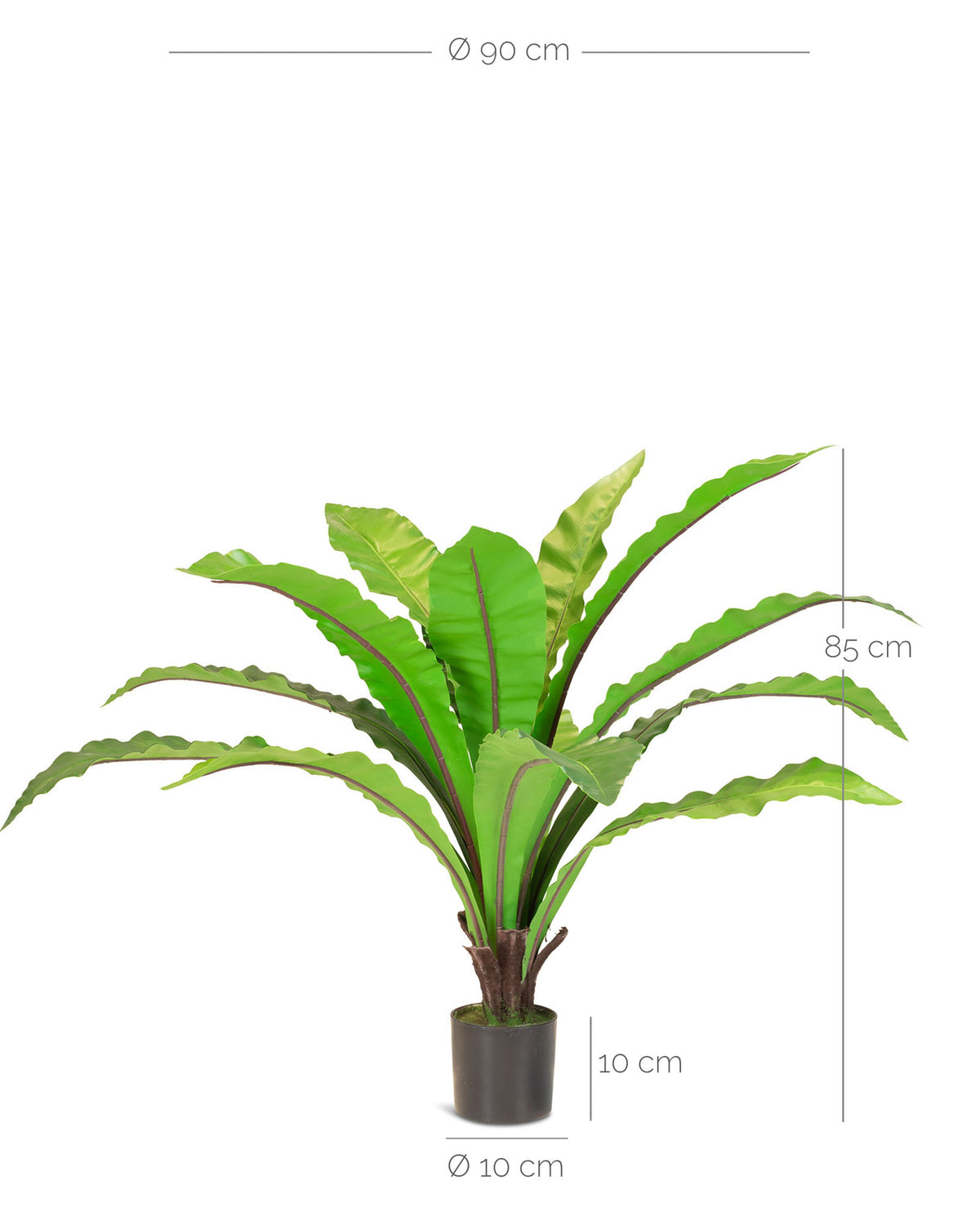 Nestfarn Asplenium nidus Kunstpflanze