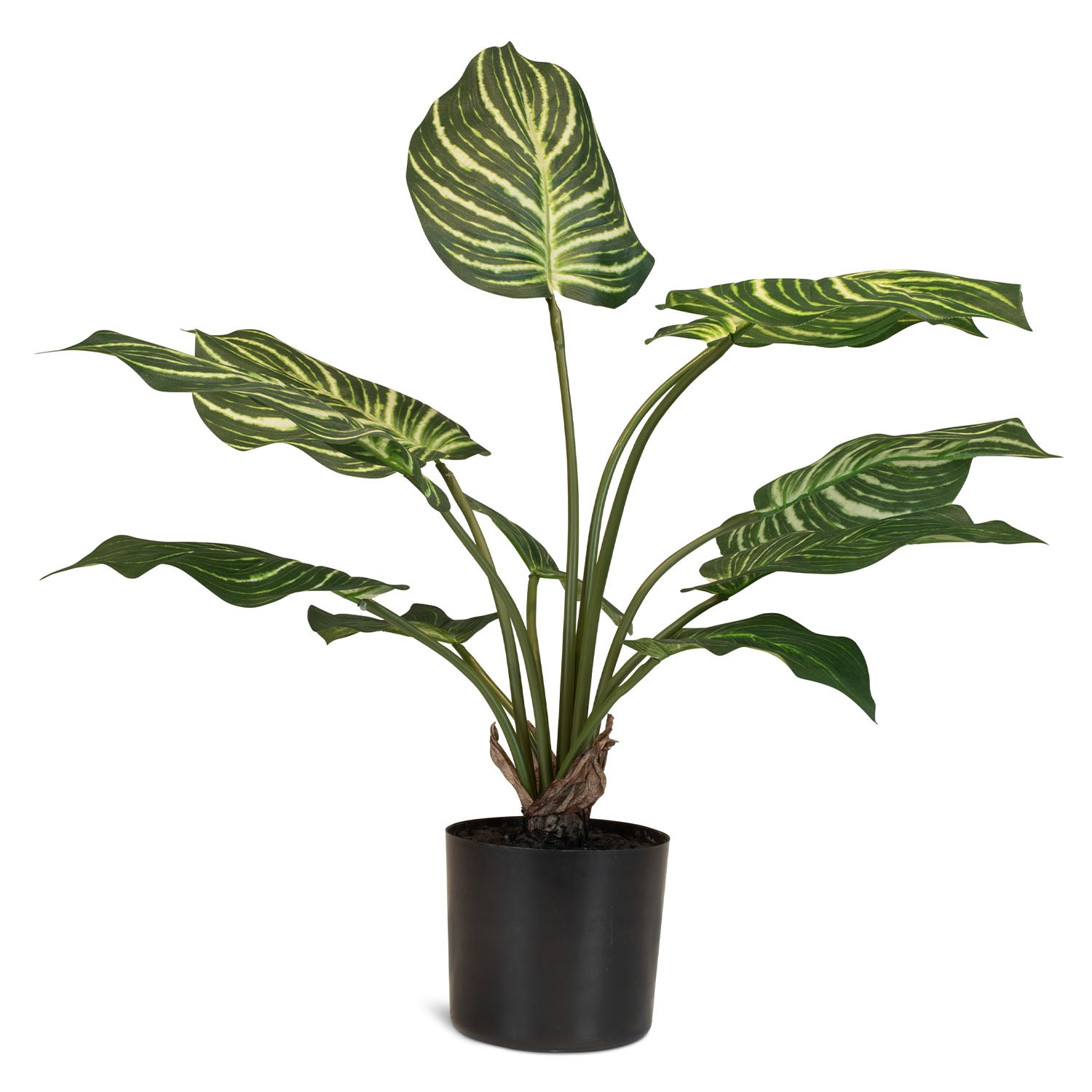 Calathea - Pfauen-Korbmaranthe Kunstpflanze