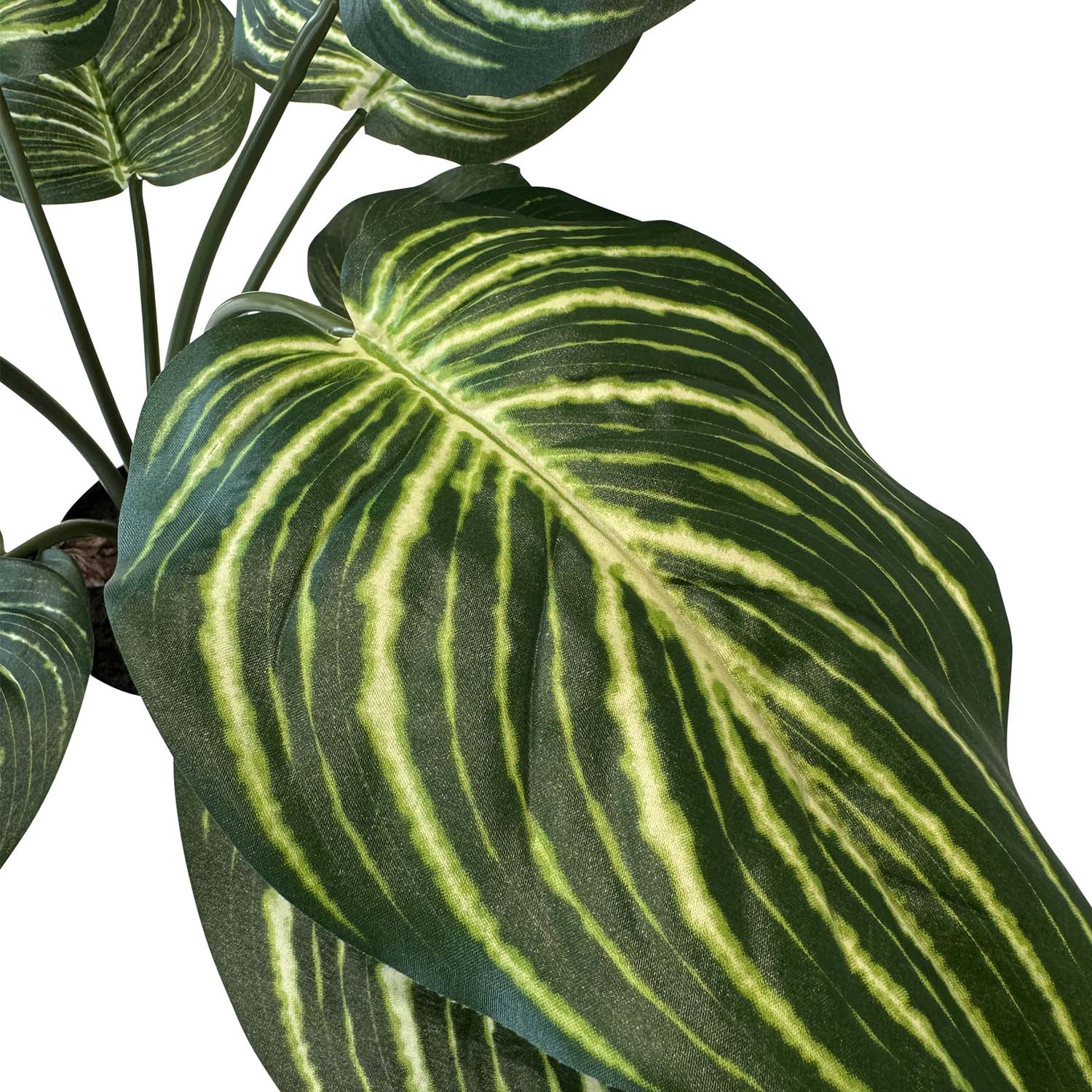 Calathea - Pfauen-Korbmaranthe Kunstpflanze