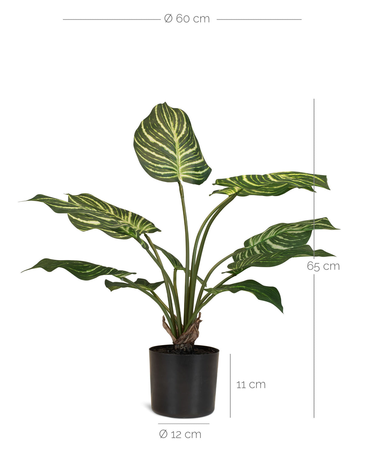 Calathea - Pfauen-Korbmaranthe Kunstpflanze