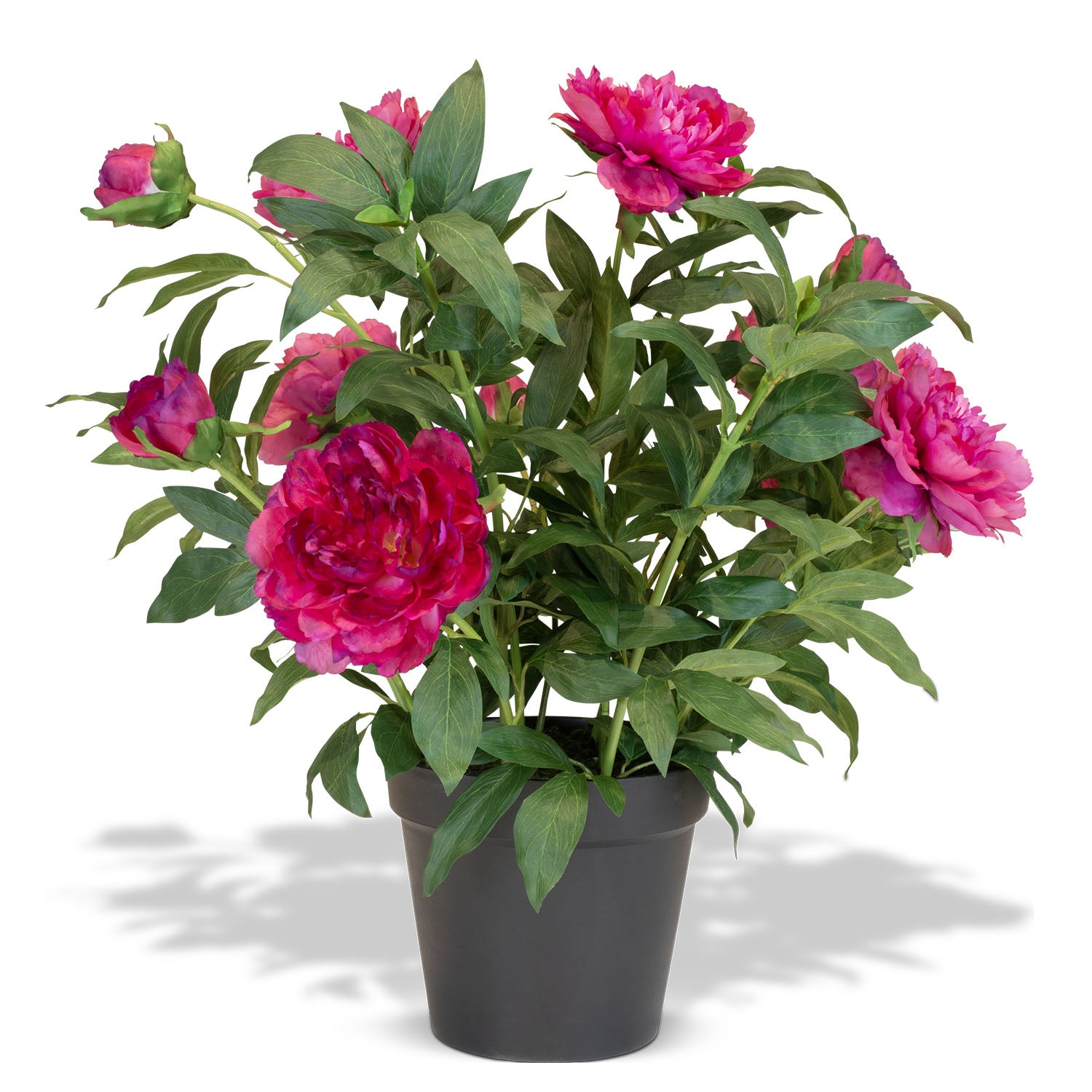 Paeonia - Pfingstrosen Kunstpflanzen