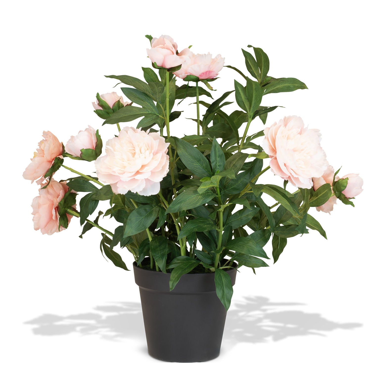 Paeonia - Pfingstrosen Kunstpflanzen