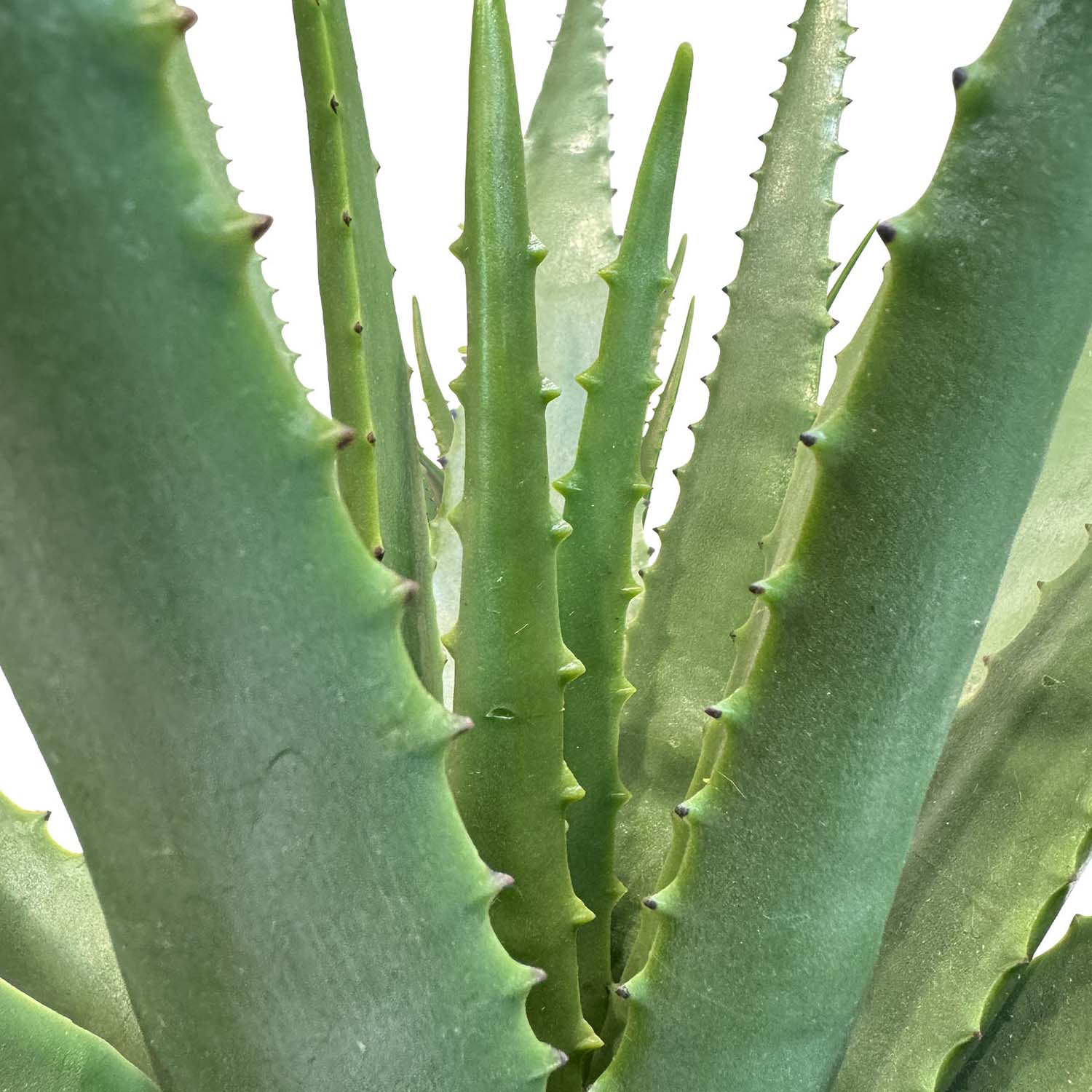 Aloe Vera Kunstpflanze
