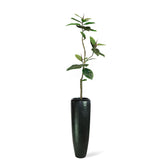 Set aus Niva Bodenvase und Ficus Elastica