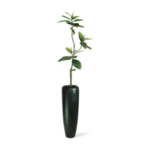Set aus Niva Bodenvase und Ficus Elastica