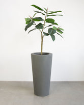 Basalo Conical Set mit Ficus Elastica