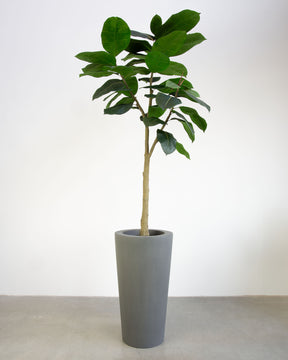 Basalo Conical Set mit Ficus Elastica
