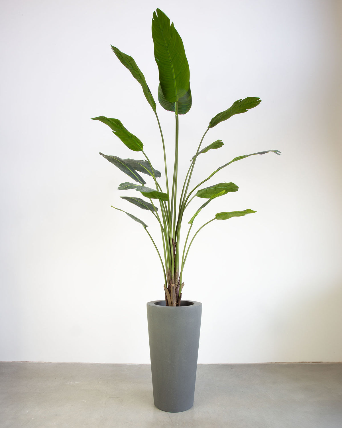 Basalo Conical Set mit Baum-Strelitzie