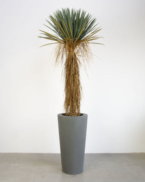 Basalo Conical Set mit Yucca Palmlilie