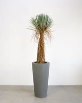 Basalo Conical Set mit Yucca Palmlilie