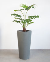 Basalo Conical Set mit Monstera
