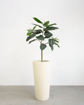 Basalo Conical Set mit Ficus Elastica