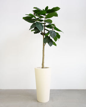 Basalo Conical Set mit Ficus Elastica