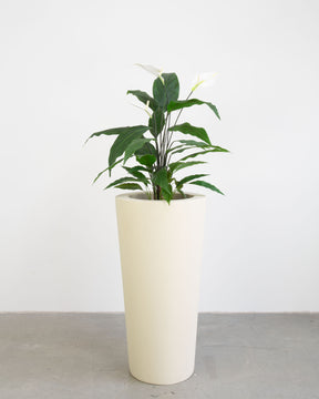 Basalo Conical Set mit Einblatt
