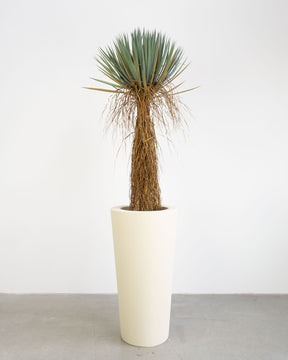 Basalo Conical Set mit Yucca Palmlilie