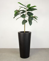Basalo Conical Set mit Ficus Elastica