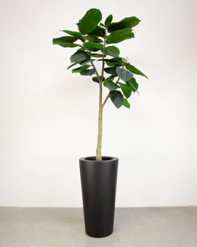 Basalo Conical Set mit Ficus Elastica