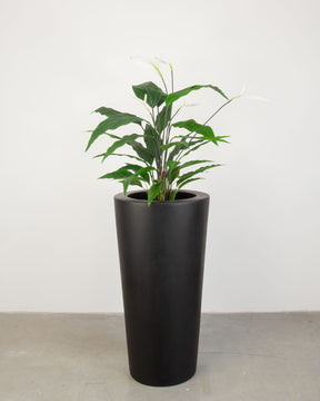 Basalo Conical Set mit Einblatt