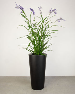 Basalo Conical Set mit Lavendel