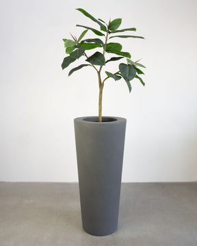 Basalo Conical Set mit Ficus Elastica
