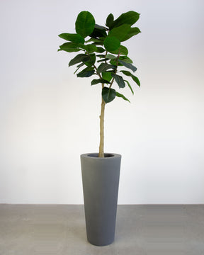 Basalo Conical Set mit Ficus Elastica