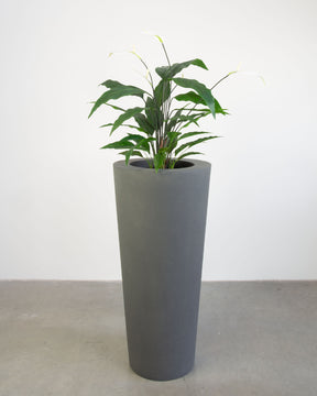 Basalo Conical Set mit Einblatt