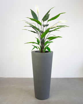 Basalo Conical Set mit Einblatt