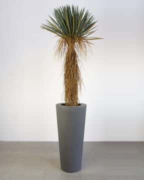 Basalo Conical Set mit Yucca Palmlilie