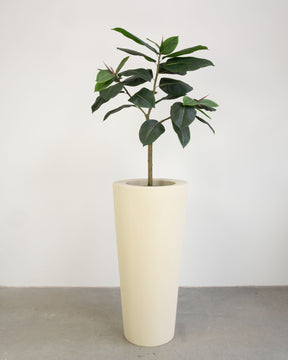 Basalo Conical Set mit Ficus Elastica