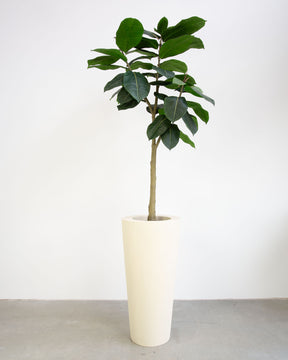 Basalo Conical Set mit Ficus Elastica
