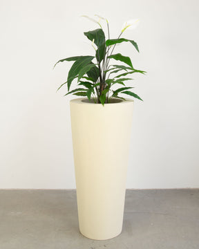 Basalo Conical Set mit Einblatt