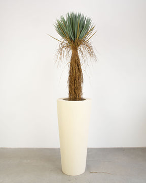 Basalo Conical Set mit Yucca Palmlilie