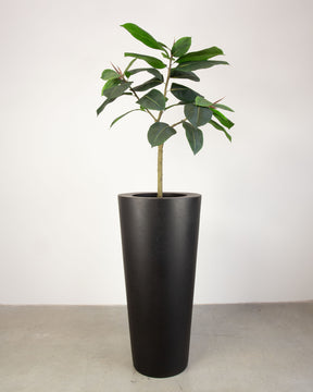 Basalo Conical Set mit Ficus Elastica